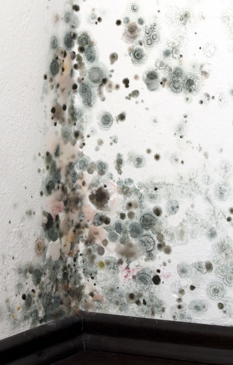 Frequently Asked Questions About Mold Damage Cleanup From A Restoration Company