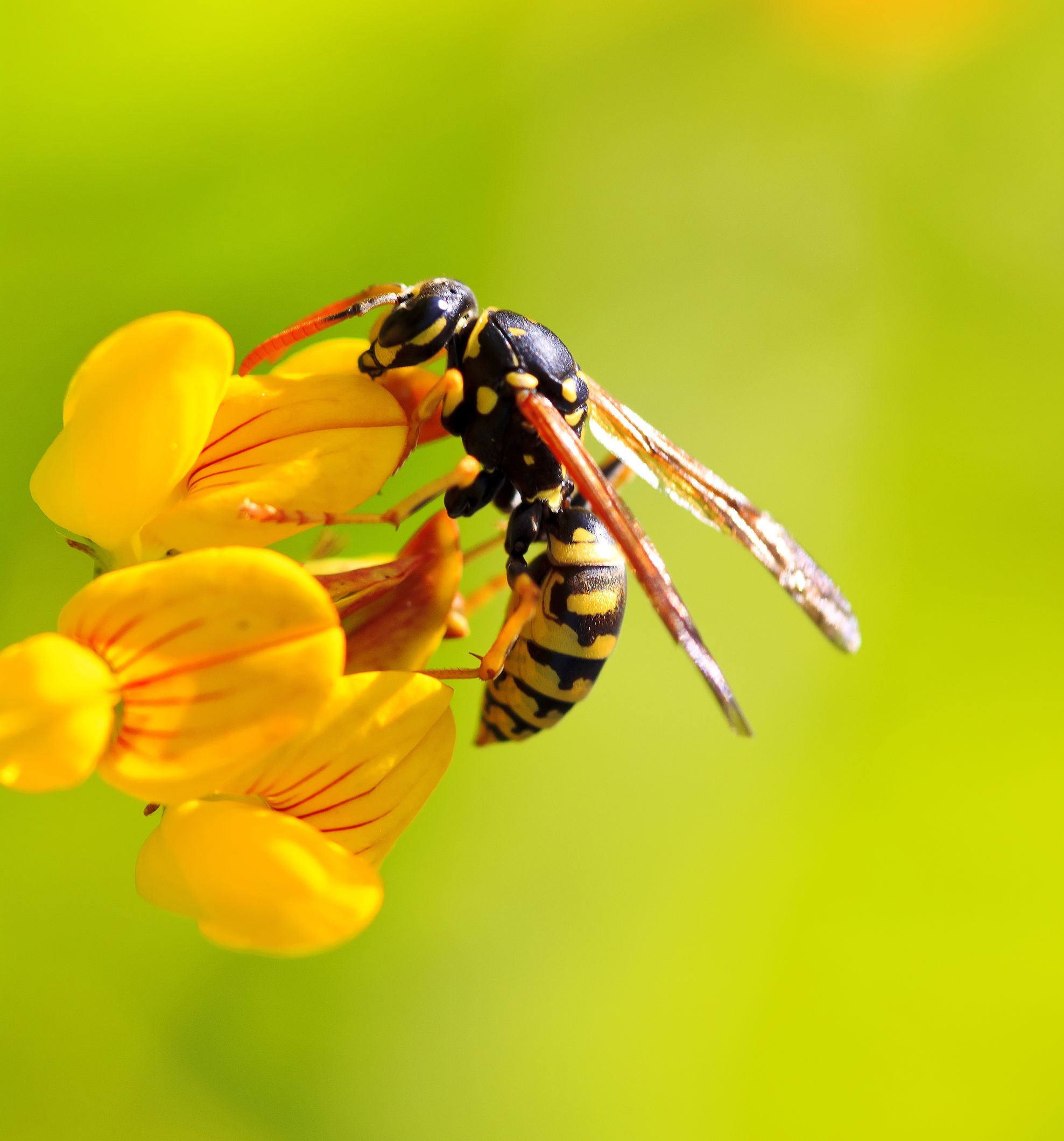 How Can You Protect Yourself From a Honey Bee Swarm in Dublin OH?