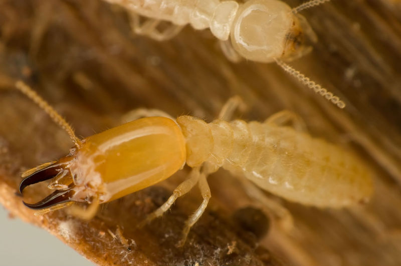 Important Reasons to Have a Termite Inspection in Severna Park