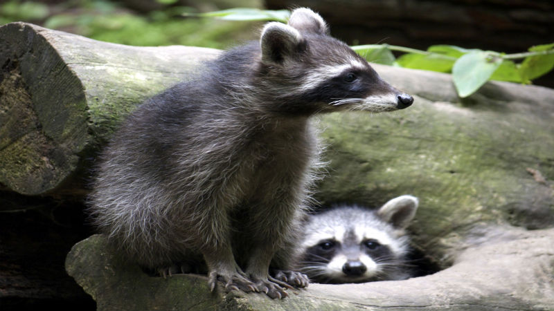 Don’t Handle Opossum Removal in Dublin OH On Your Own