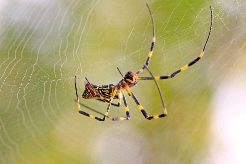 What To Expect From Spider Removal Services In Fairfax, VA