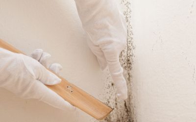 Prevent Costly Damage at Home with a Mold Remediation Company Lincoln, NE Residents Trust